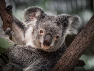 凯恩斯热带动物园