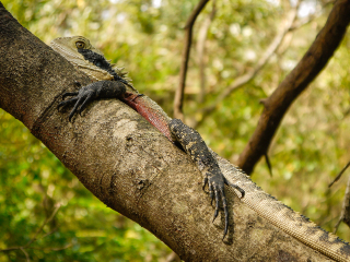 澳大利亚悉尼爬行动物公园