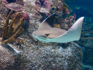墨尔本海洋生物水族馆