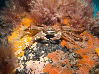 墨尔本海洋生物水族馆