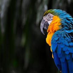 Angry Parrot - Blue Yellow Macaw