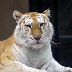Golden Bengal Tiger  (disambiguation) - Jungle Island, Miami, FL  USA