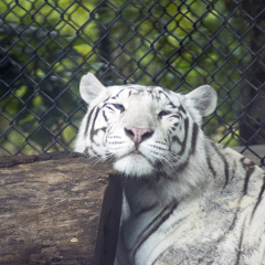 Royal White tiger (disambiguation) - Jungle Island, Miami, FL  USA