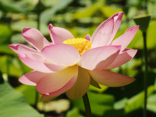 阿德莱德植物园