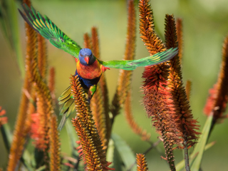 阿德莱德植物园