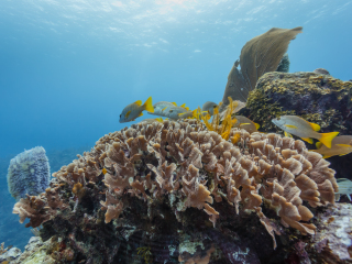 伯利兹堡礁保护区