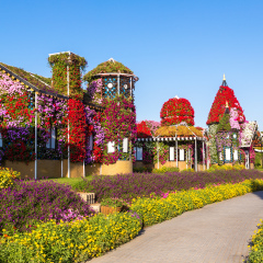 Dubai miracle garden with over 45 million flowers in a sunny day