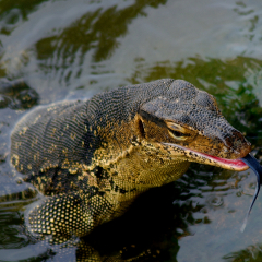 Water monitor caught a catfish, Melaka, Malaysia