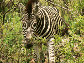 约翰内斯堡动物园