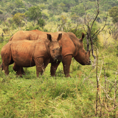 A pair of White Rhinos walking in Africano Park Open Zoo, Johannesburg, South Africa. a young Rhino eating and looking at the Camera.