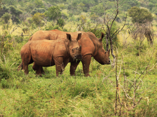 约翰内斯堡动物园