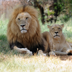 Lion Family, Johannesburg, South Africa 