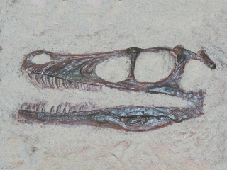 蒙古自然博物馆