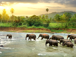 大象野生动物园