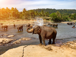 大象野生动物园