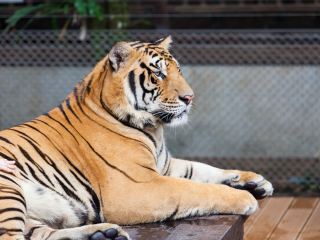 普吉岛老虎王国