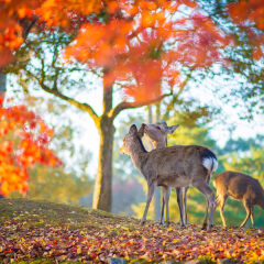 Japanese fall foliage scene at Nara Park, Nara