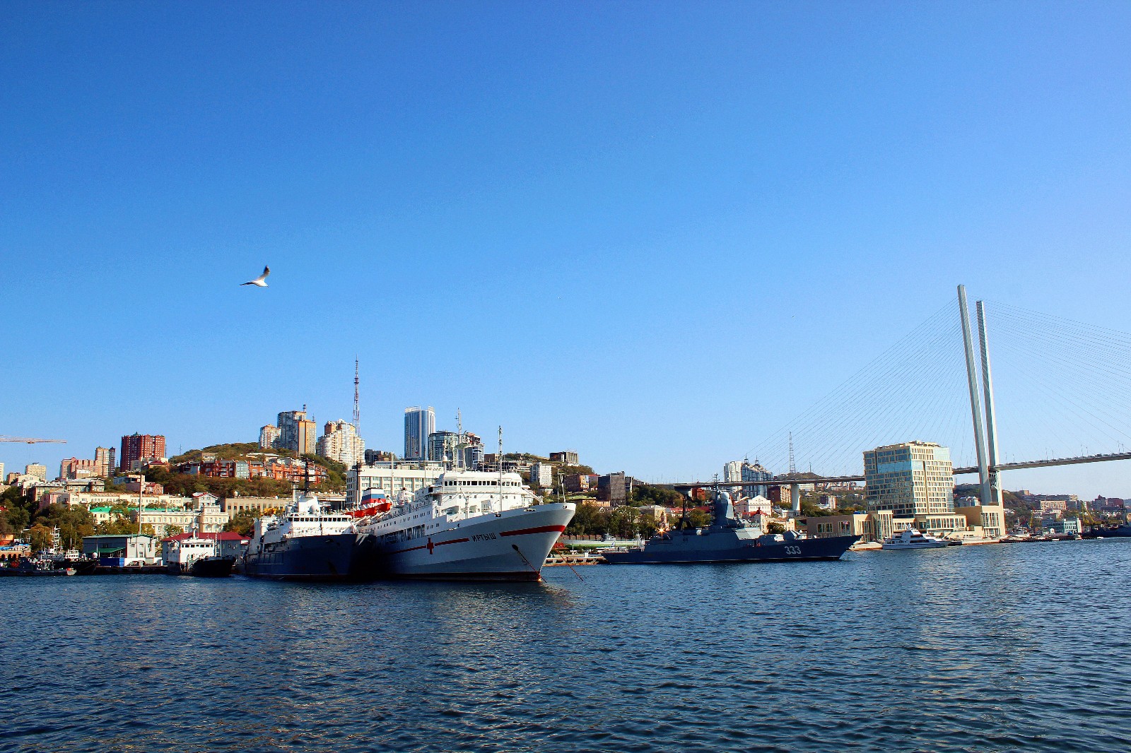 金角湾出海喂海鸥金角湾出海喂海鸥金角湾出海喂海鸥金角湾出海喂海鸥