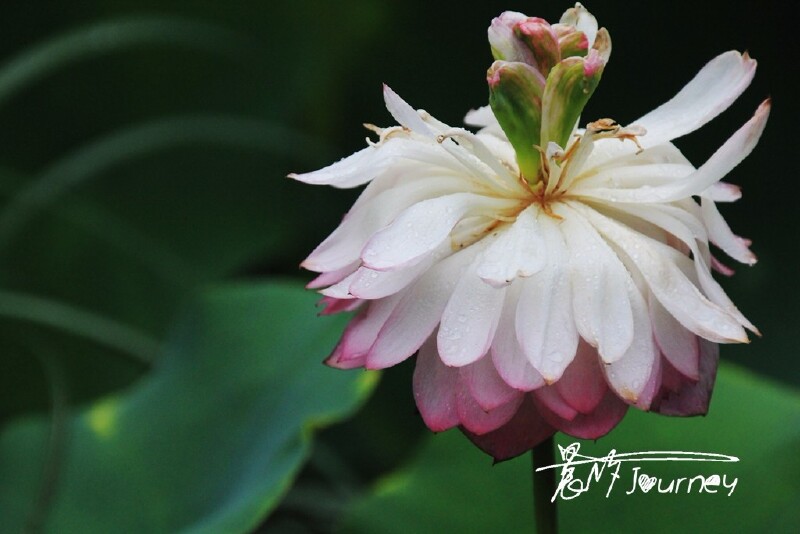 浣花溪畔杜甫堂