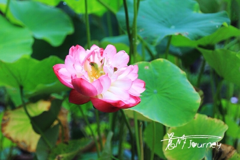 浣花溪畔杜甫堂