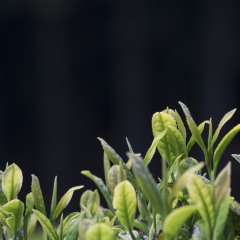 POI-1711-上饶婺源绿茶_752_353