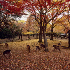 Deer in Nara Park, Nara, Nara, Japan