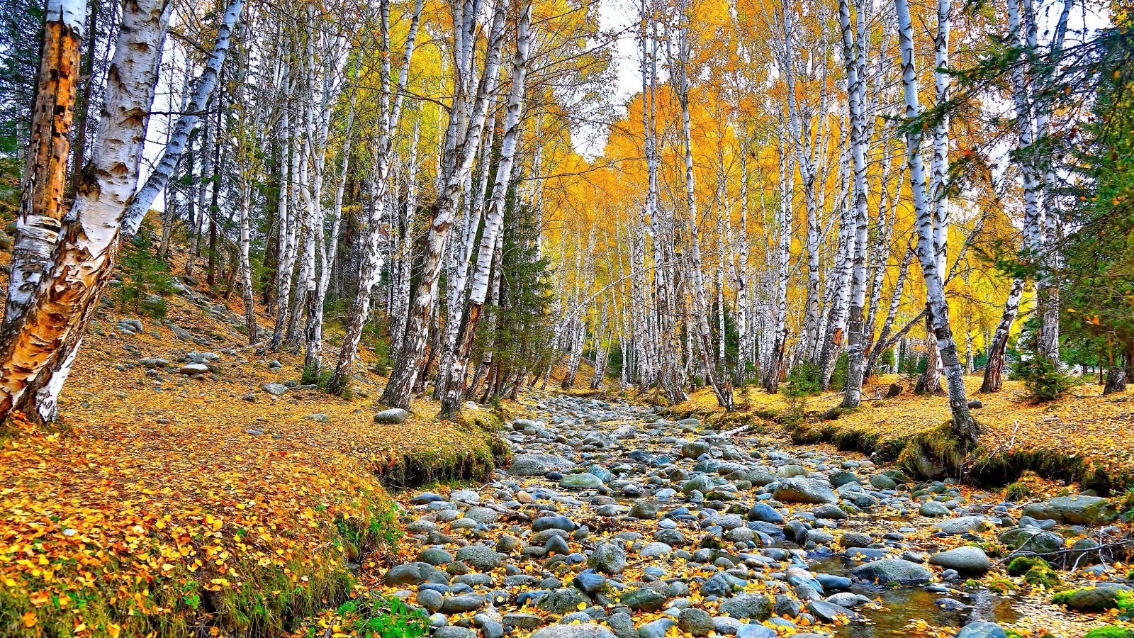 北疆秋色【多图】_喀纳斯游记_途牛