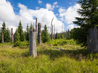 巴伐利亚森林国家公园