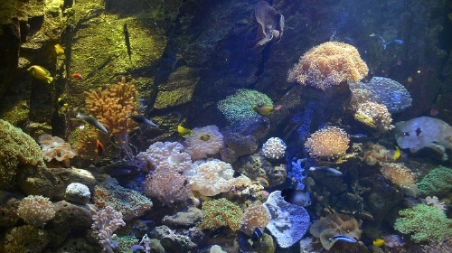 越南个人旅游签证 无需寄原件 有效期30天 单次