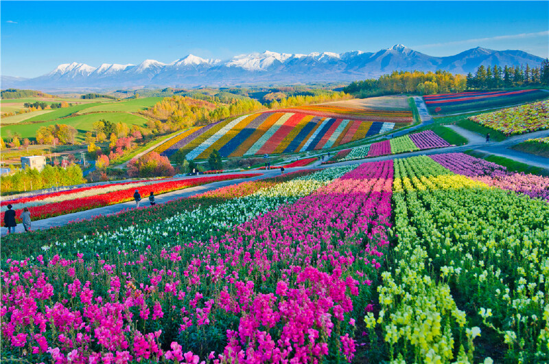 北海道春季线路在鲜花盛开的季节遇见北海道
