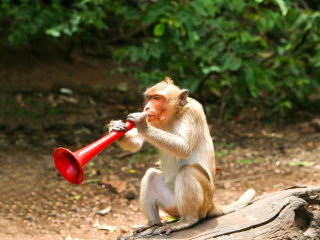 苏梅岛动物表演场