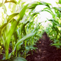 Corn agriculture. Green nature. Rural field on farm land  in summer. Plant growth. Farming scene. Outdoor landscape. Organic leaf. Crop season. Sun in the sky.
