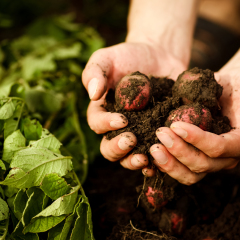 Natural vegetable fresh agriculture food. Raw green potato in the ground in hands in the garden. Organic plant ingredient. Ripe harvest in the farm. Summer nature diet. 