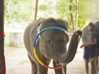 苏梅岛动物表演场