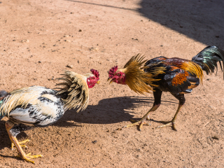 苏梅岛动物表演场