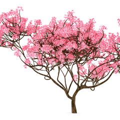 Sakura tree isolated