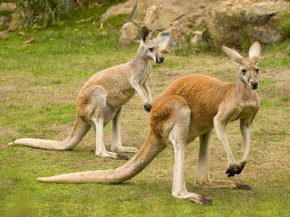 澳洲野生动物园