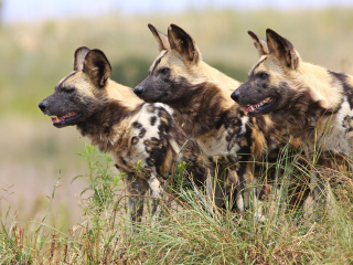 澳洲野生动物园