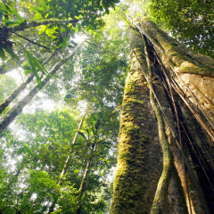 Looking up the trunk of a giant rainforest tree to the canopy, Ecuador