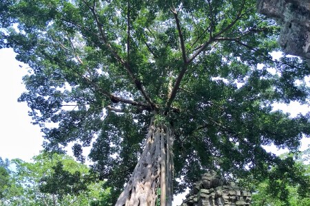 [国庆] 吴哥一地5日游>za吴哥天空直飞,大小吴哥, 巴肯山日落,塔普伦