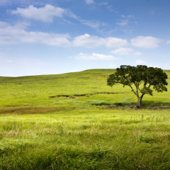 A long winding rural road in the Kansas Tallgrass Prairie National Preserve shows the depth and space of the green pasture and tall grassland available in this preserve.