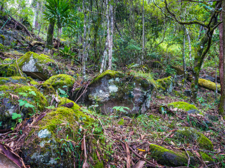 巴陵顿山顶国家公园