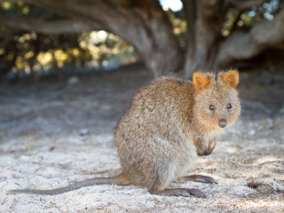 巴拉瑞特野生动物园