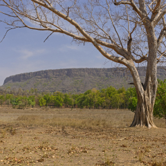 Cliffs of the Old Fort in Banhavgarh National Park in India