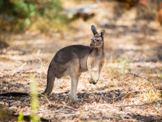 巴拉瑞特野生动物园