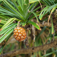 悬挂在树上的菠萝