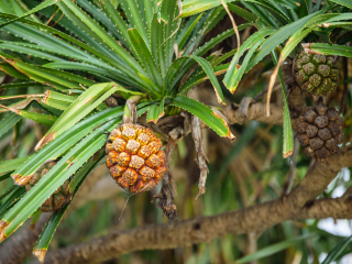 保亭热带植物园