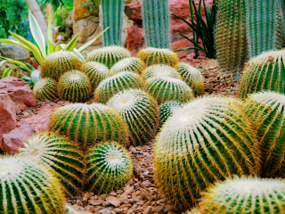 保亭热带植物园