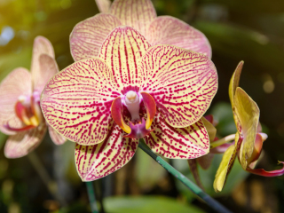宝鸡西部兰花园
