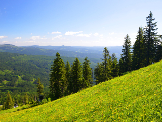 巴伐利亚森林国家公园